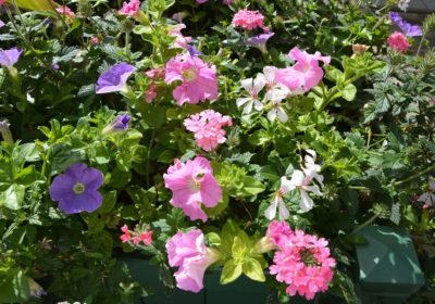 Une fleur pour Saint-Pierre d’Autils