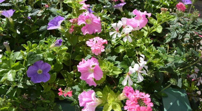 Une fleur pour Saint-Pierre d’Autils