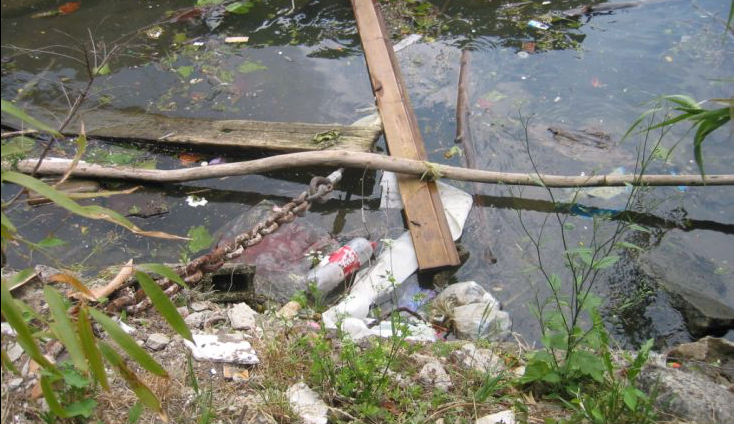 Un roseau pour notre commune