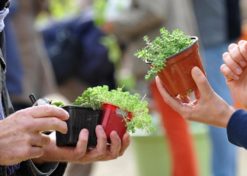 Troc aux plantes